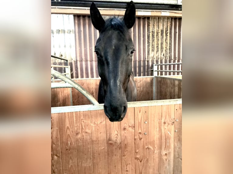 Oldenburger Wallach 15 Jahre 184 cm Rappe in Westerheim
