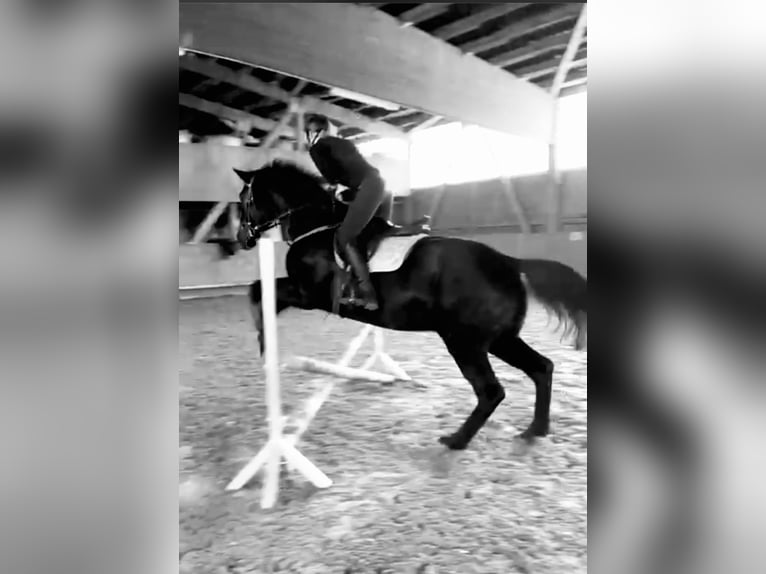 Oldenburger Wallach 15 Jahre 184 cm Rappe in Westerheim