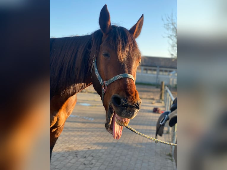 Oldenburger Mix Wallach 16 Jahre 164 cm Brauner in Schönwald-Glein