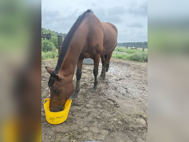 Oldenburger Mix Wallach 16 Jahre 164 cm Brauner in Sch&#xF6;nwalde-Glien