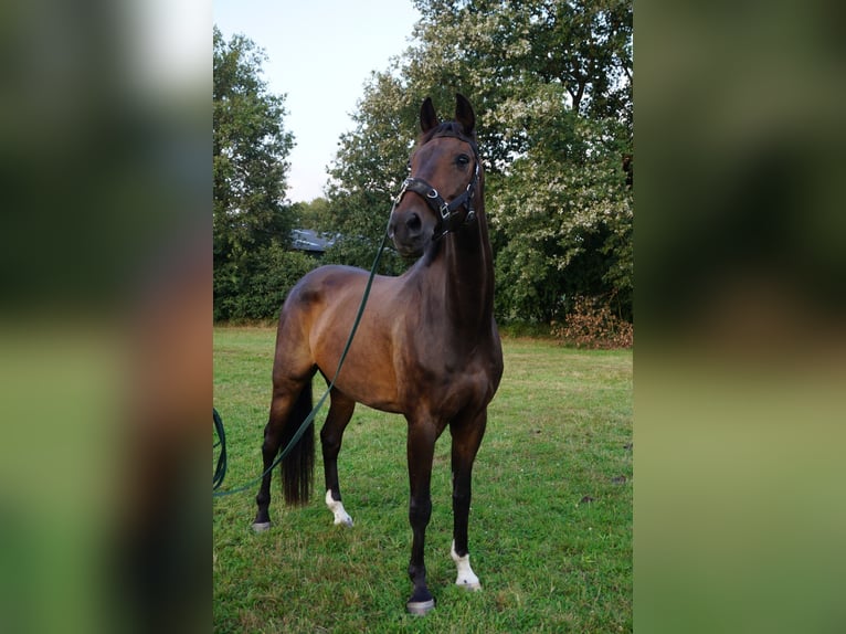 Oldenburger Wallach 16 Jahre 164 cm  in Bargfeld-Stegen