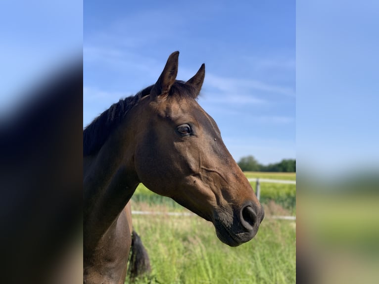 Oldenburger Wallach 16 Jahre 164 cm  in Bargfeld-Stegen