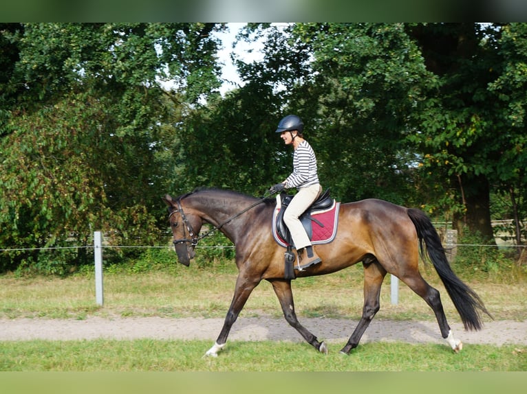 Oldenburger Wallach 16 Jahre 164 cm  in Bargfeld-Stegen