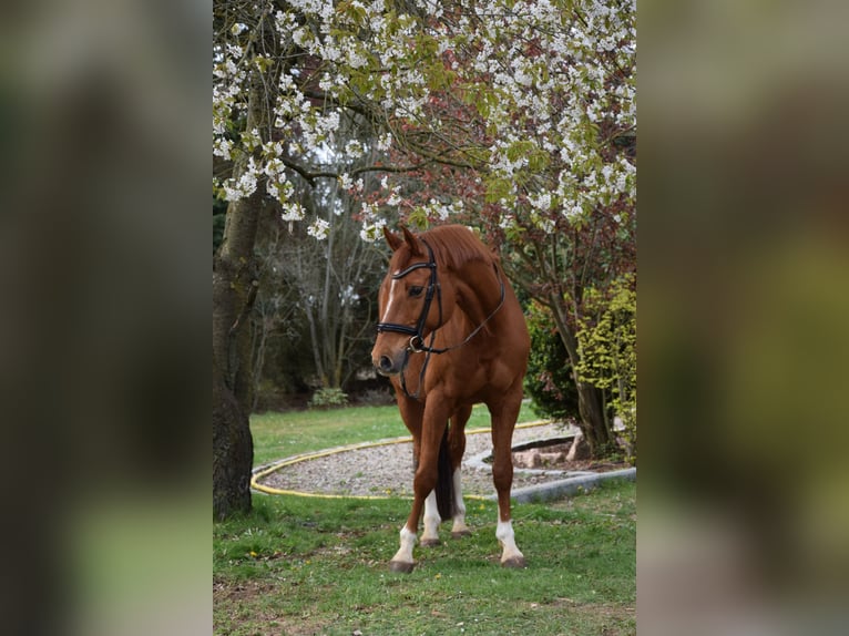 Oldenburger Wallach 16 Jahre 164 cm Fuchs in Holthusen