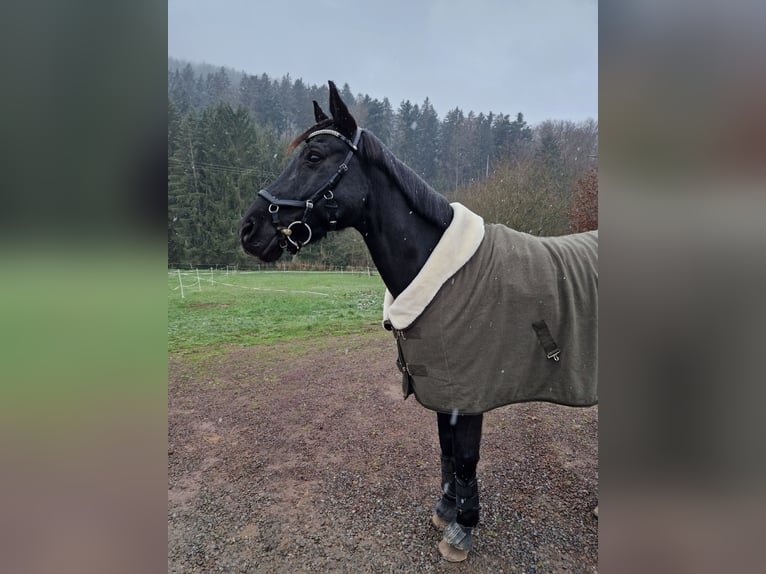 Oldenburger Wallach 16 Jahre 164 cm Rappe in Kehl