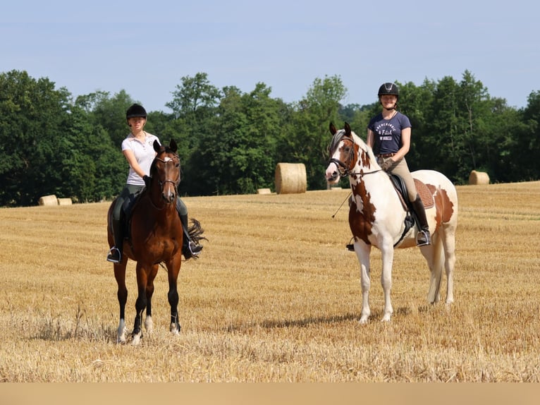 Oldenburger Wallach 16 Jahre 168 cm Brauner in Bad Oldesloe