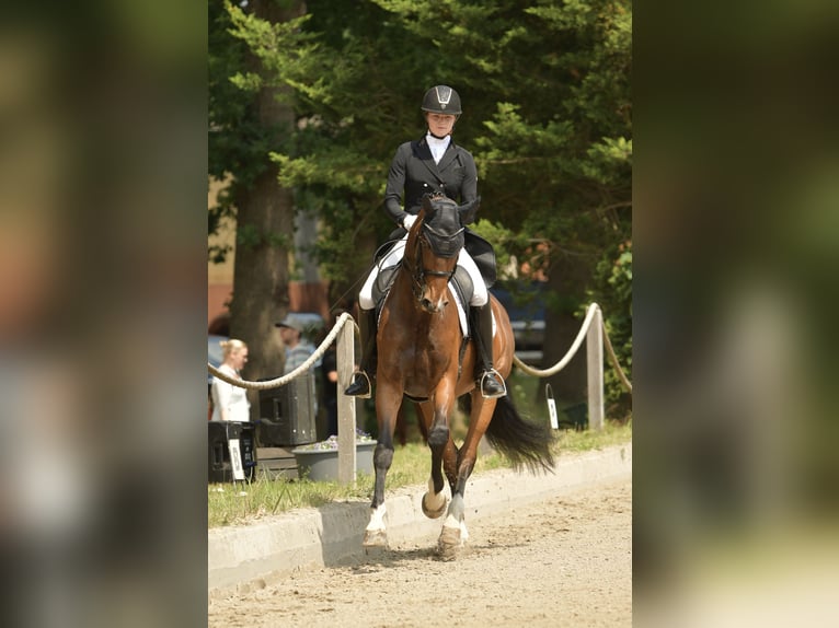 Oldenburger Wallach 16 Jahre 168 cm Brauner in Bad Oldesloe