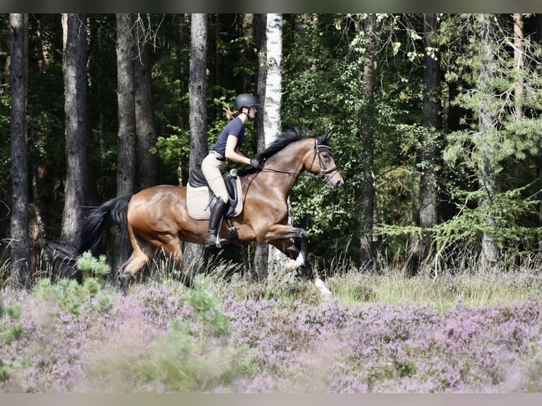 Oldenburger Wallach 16 Jahre 168 cm Brauner in Bad Oldesloe