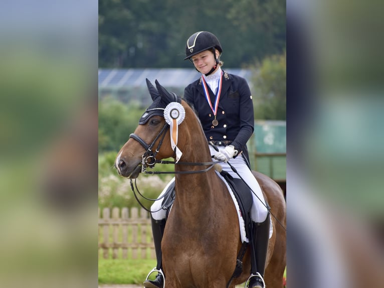 Oldenburger Wallach 16 Jahre 168 cm Brauner in Bad Oldesloe