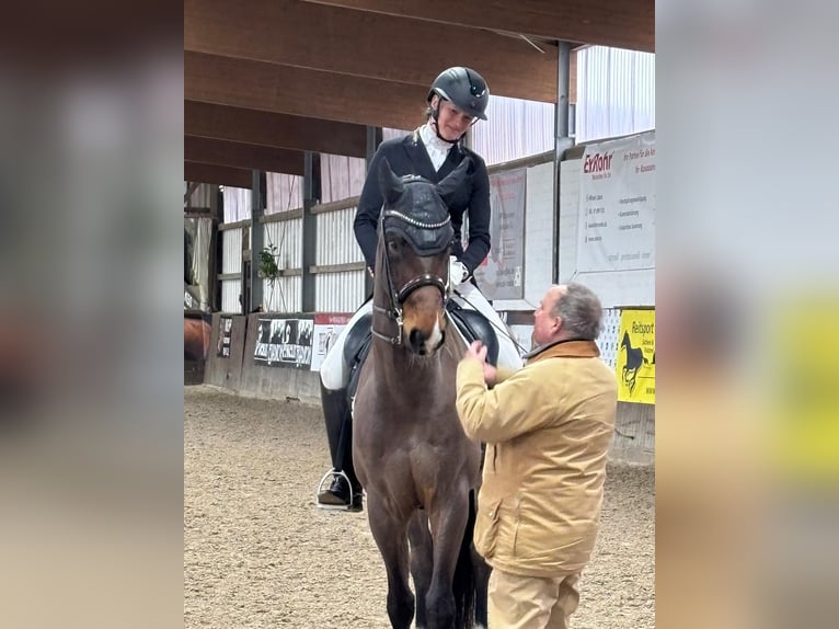 Oldenburger Wallach 16 Jahre 168 cm Brauner in Bad Oldesloe