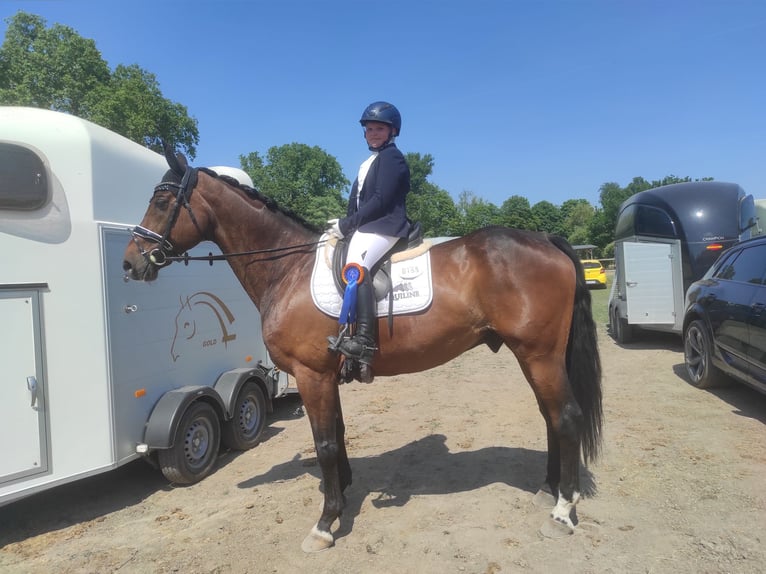 Oldenburger Wallach 16 Jahre 168 cm Brauner in Meckenheim