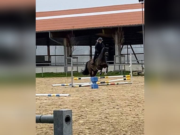 Oldenburger Wallach 16 Jahre 168 cm Brauner in Meckenheim