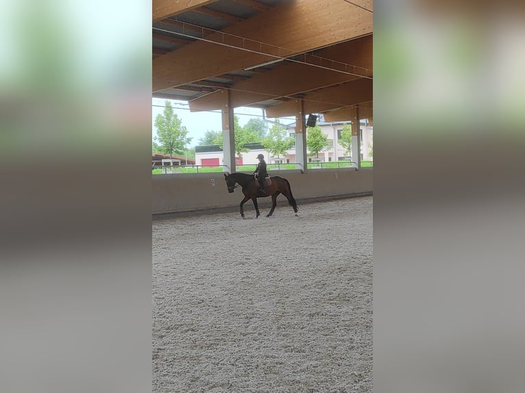 Oldenburger Wallach 16 Jahre 168 cm Brauner in Meckenheim