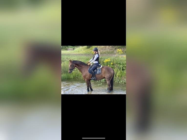 Oldenburger Wallach 16 Jahre 169 cm Dunkelfuchs in Boostedt