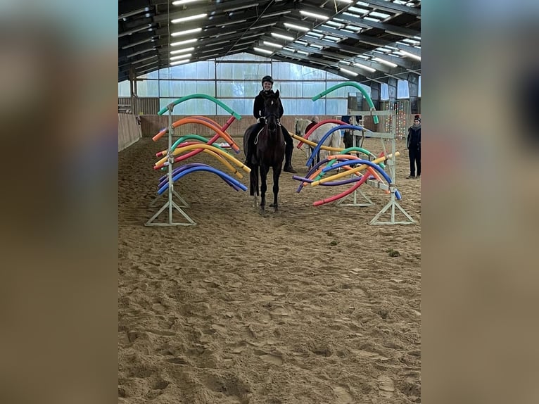 Oldenburger Wallach 16 Jahre 169 cm Dunkelfuchs in Boostedt