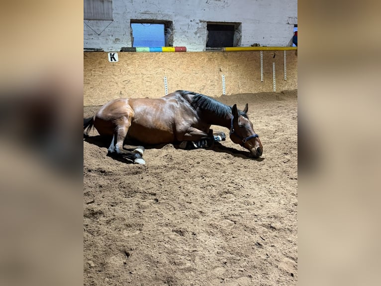 Oldenburger Wallach 16 Jahre 170 cm Brauner in Bennewitz