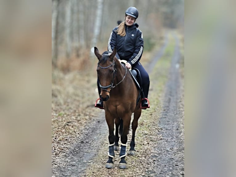 Oldenburger Wallach 16 Jahre 170 cm Brauner in Bennewitz