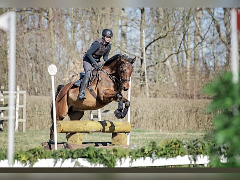 Oldenburger Wallach 16 Jahre 170 cm Brauner in Bennewitz