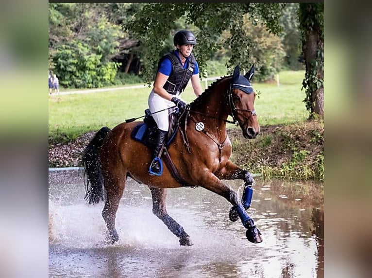 Oldenburger Wallach 16 Jahre 170 cm Brauner in Bennewitz