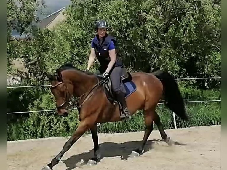 Oldenburger Wallach 16 Jahre 170 cm Brauner in Bennewitz