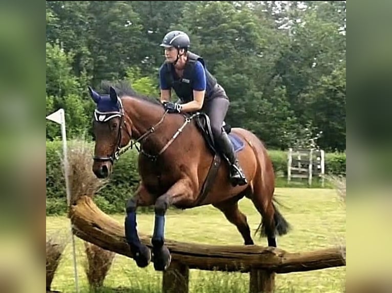Oldenburger Wallach 16 Jahre 170 cm Brauner in Bennewitz