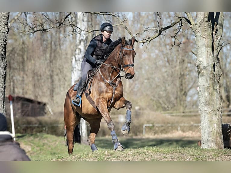 Oldenburger Wallach 16 Jahre 170 cm Brauner in Bennewitz