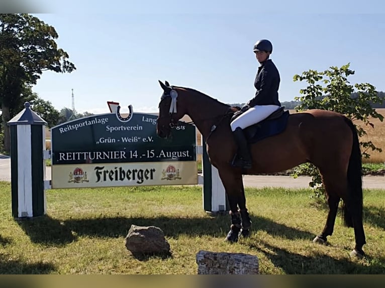 Oldenburger Wallach 16 Jahre 170 cm Brauner in Bennewitz