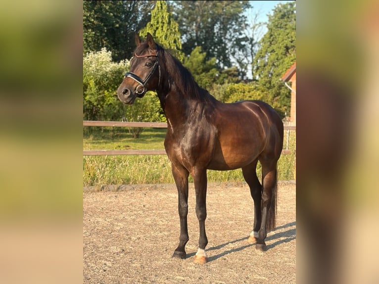 Oldenburger Wallach 16 Jahre 170 cm Dunkelbrauner in Affinghausen