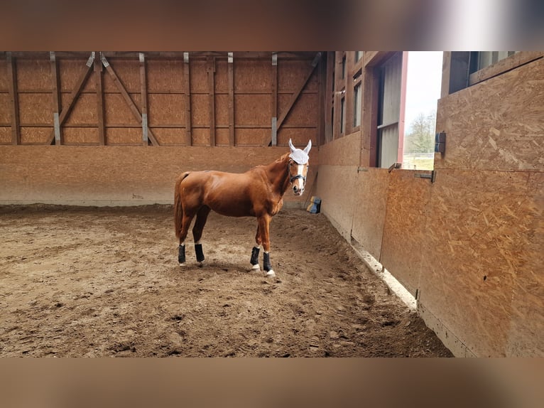 Oldenburger Wallach 16 Jahre 170 cm Fuchs in Bad Bodenteich