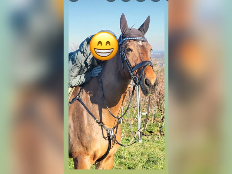 Oldenburger Wallach 16 Jahre 172 cm Dunkelbrauner in Hattersheim
