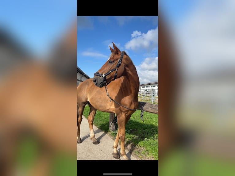 Oldenburger Wallach 16 Jahre 172 cm Dunkelfuchs in Havelsee