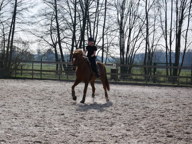 Oldenburger Wallach 16 Jahre 172 cm Dunkelfuchs in Havelsee