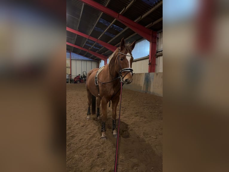 Oldenburger Wallach 16 Jahre 172 cm Dunkelfuchs in Havelsee