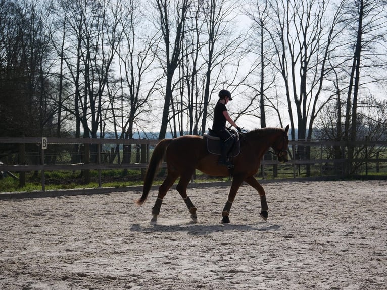 Oldenburger Wallach 16 Jahre 172 cm Dunkelfuchs in Havelsee