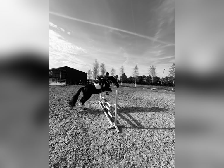 Oldenburger Wallach 16 Jahre 172 cm Rappe in Leer (Ostfriesland)