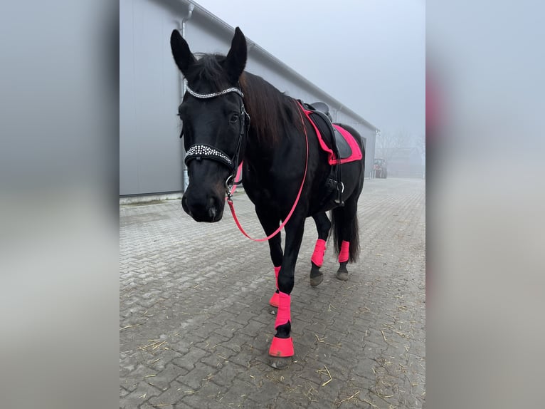 Oldenburger Wallach 16 Jahre 172 cm Rappe in Leer (Ostfriesland)