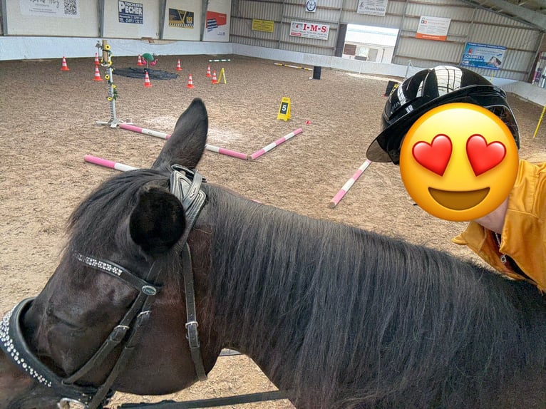 Oldenburger Wallach 16 Jahre 172 cm Rappe in Leer (Ostfriesland)