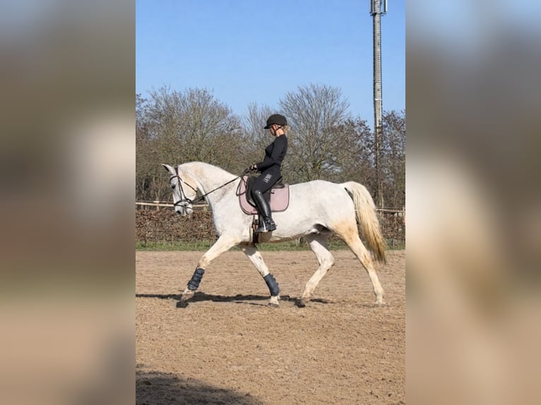 Oldenburger Wallach 16 Jahre 172 cm Schimmel in Jülich