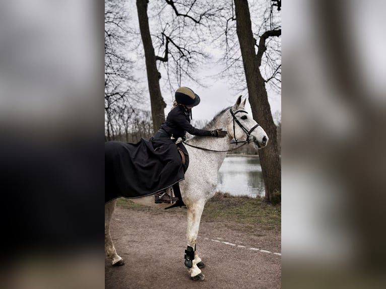 Oldenburger Wallach 16 Jahre 172 cm Schimmel in Jülich