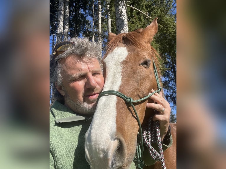 Oldenburger Wallach 16 Jahre 173 cm Fuchs in Traunstein