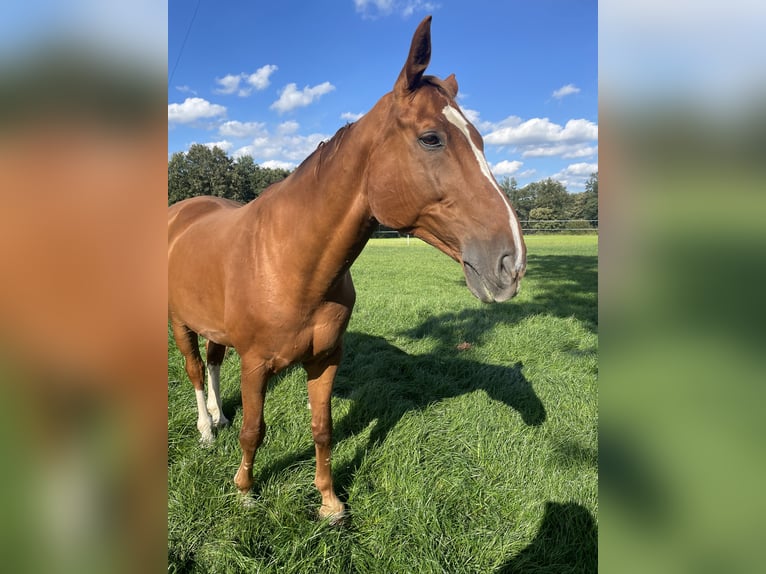 Oldenburger Wallach 16 Jahre 173 cm Fuchs in Rheine