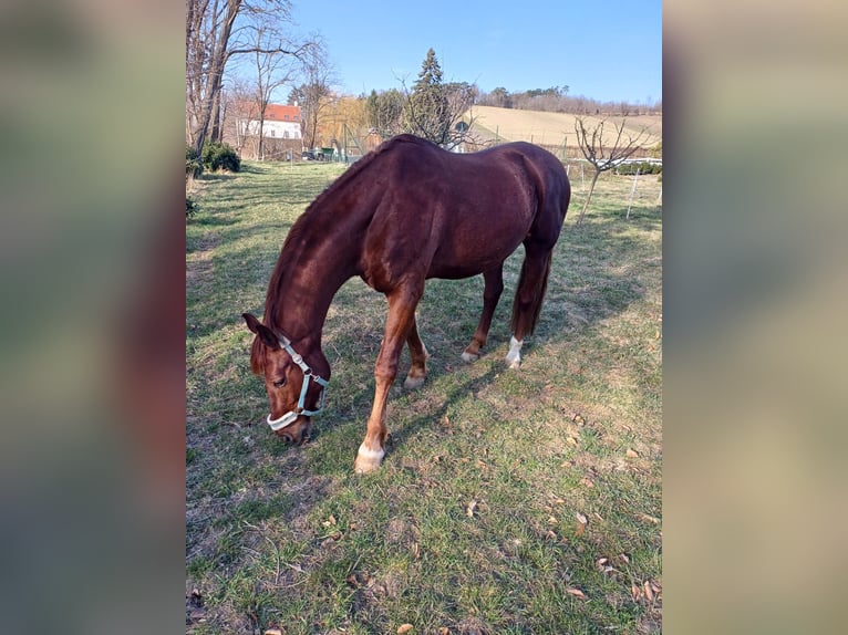 Oldenburger Wallach 16 Jahre 174 cm Dunkelfuchs in Obersdorf