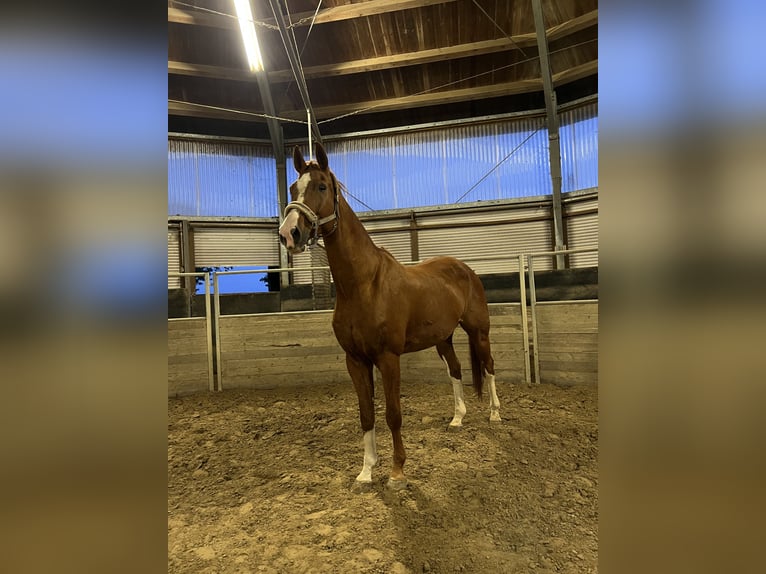 Oldenburger Wallach 16 Jahre 174 cm Fuchs in Bornheim