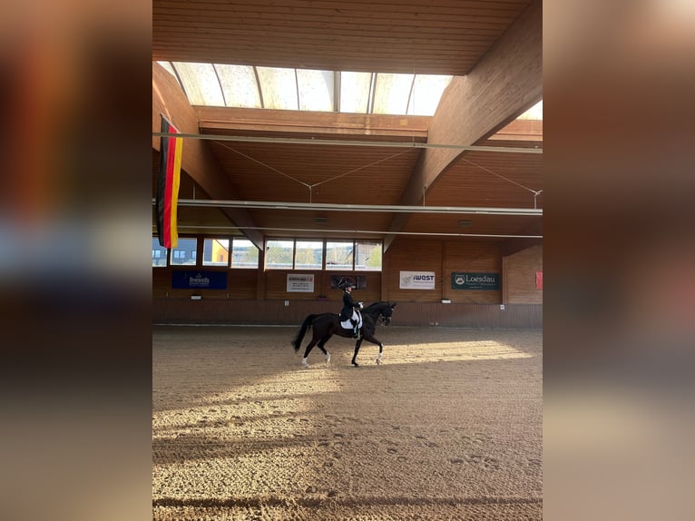 Oldenburger Wallach 16 Jahre 175 cm in Bruchk&#xF6;bel