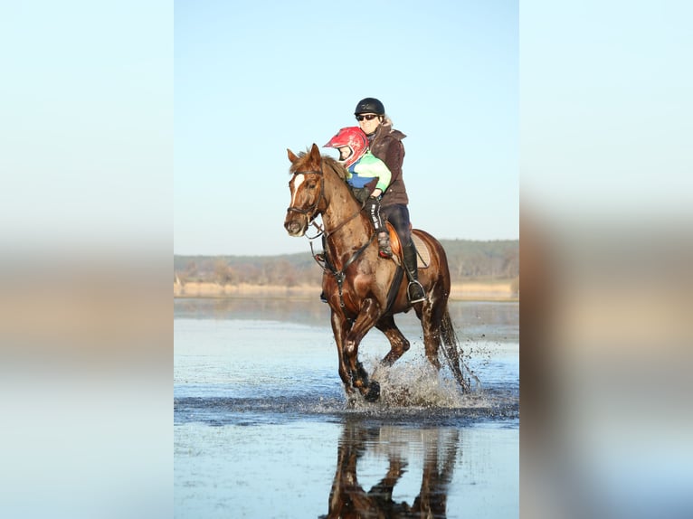 Oldenburger Wallach 16 Jahre 175 cm Fuchs in Havelsee