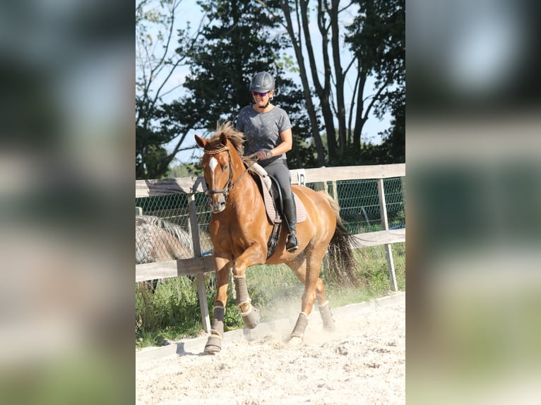 Oldenburger Wallach 16 Jahre 175 cm Fuchs in Havelsee