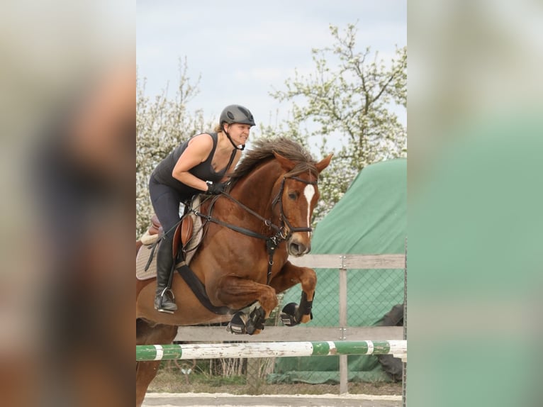 Oldenburger Wallach 16 Jahre 175 cm Fuchs in Havelsee