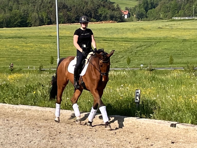 Oldenburger Wallach 16 Jahre 176 cm Brauner in Hitz