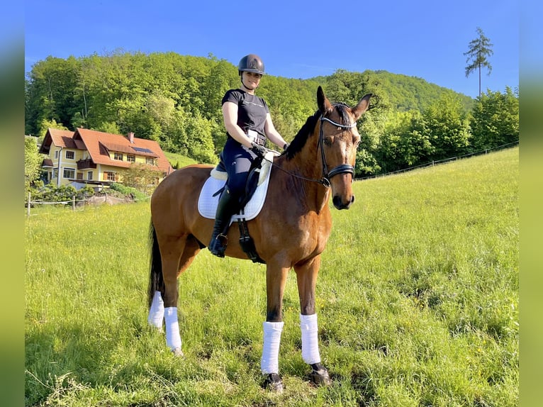 Oldenburger Wallach 16 Jahre 176 cm Brauner in Hitz