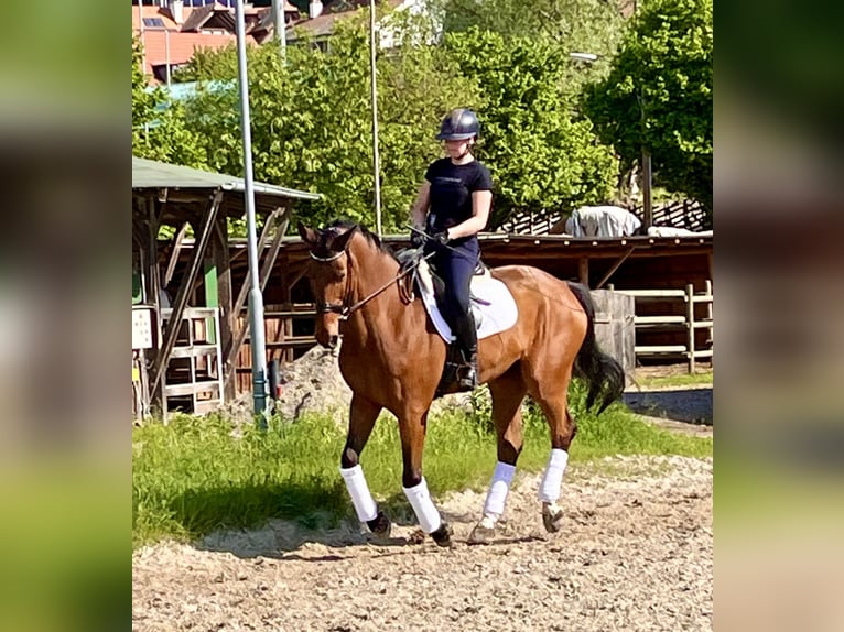 Oldenburger Wallach 16 Jahre 176 cm Brauner in Hitz